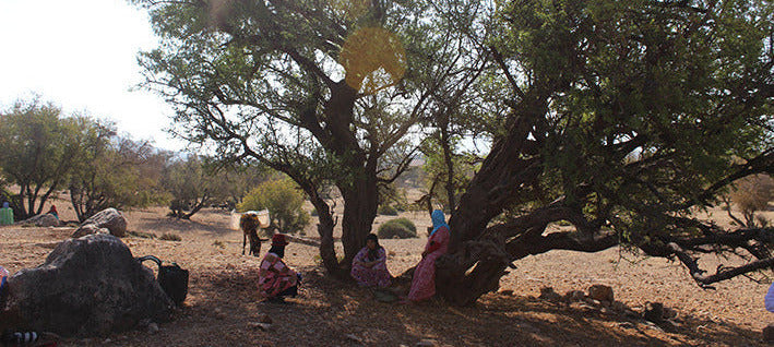 Argan tree Morocco heritage argan oil
